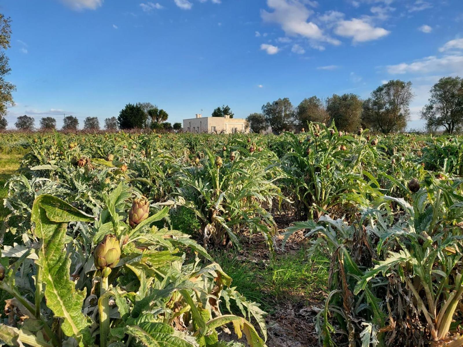 Masseria Fra Telesforo Lodge